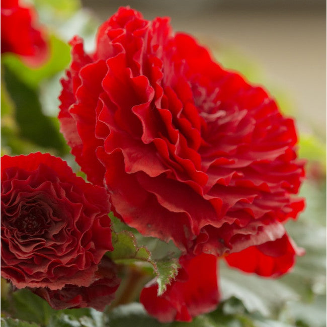 Prima Donna Begonia Red